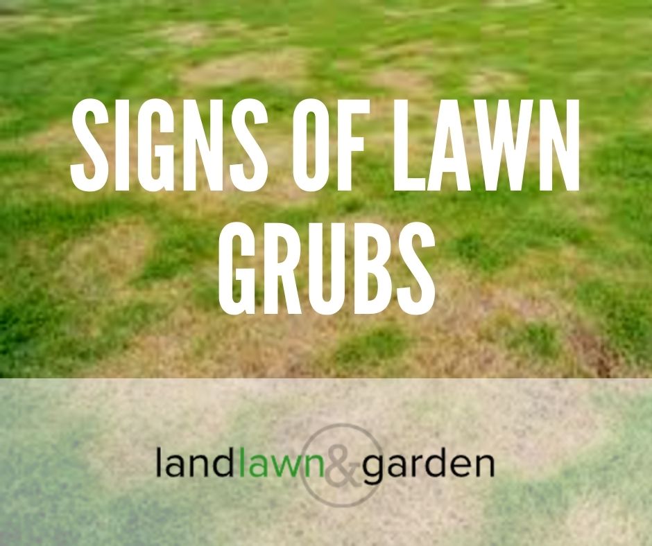 What Are The Signs Of Lawn Grubs And What To Do About Them?