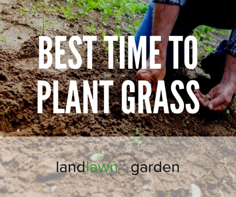 When Is The Best Time To Plant Grass Seed? [50 State Breakdown]