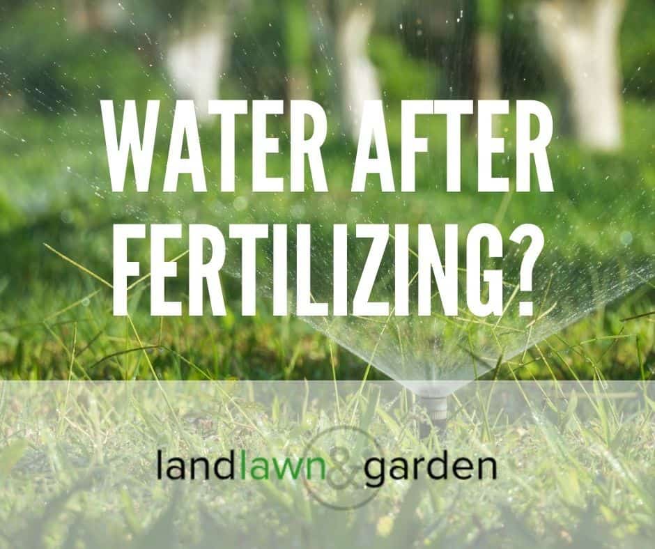 Do You Water After Fertilizing Your Lawn And How Often