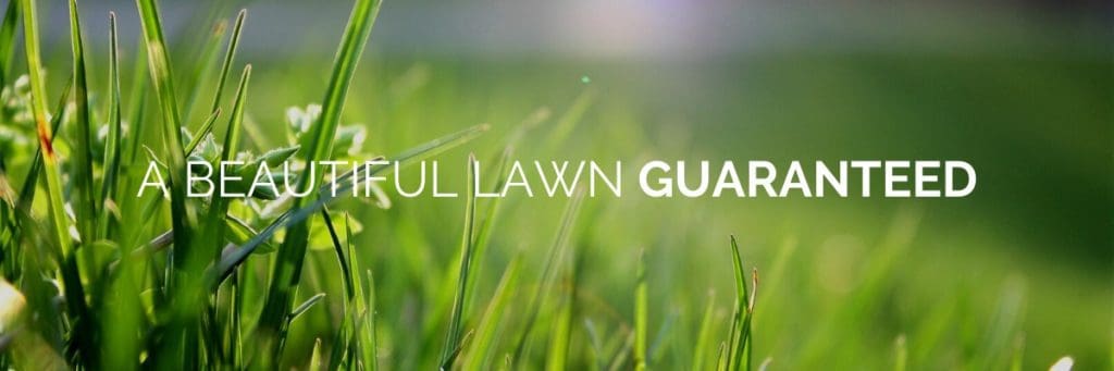 lawn