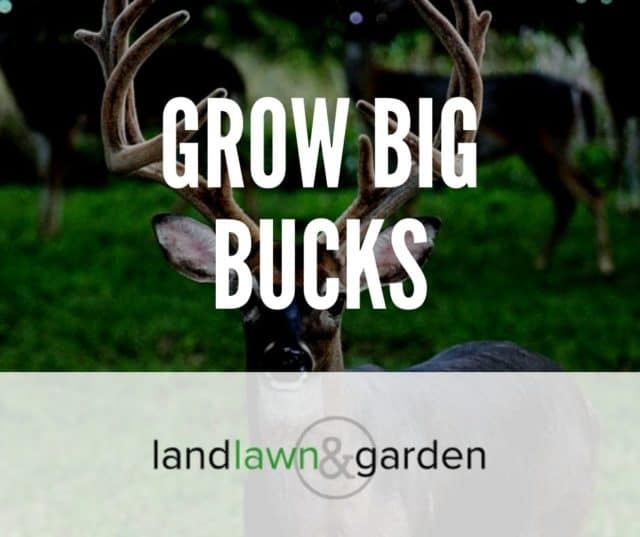 Best Food Plot For Deer Antler Growth (Grow Big Bucks!)